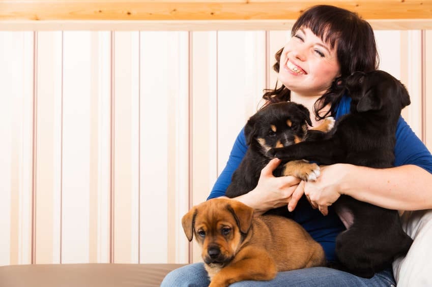 Hamburg ist auf den Hund gekommen