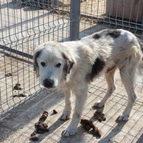 Spendenaktion für die lebensrettende Ausreise von rumänischen Hunden