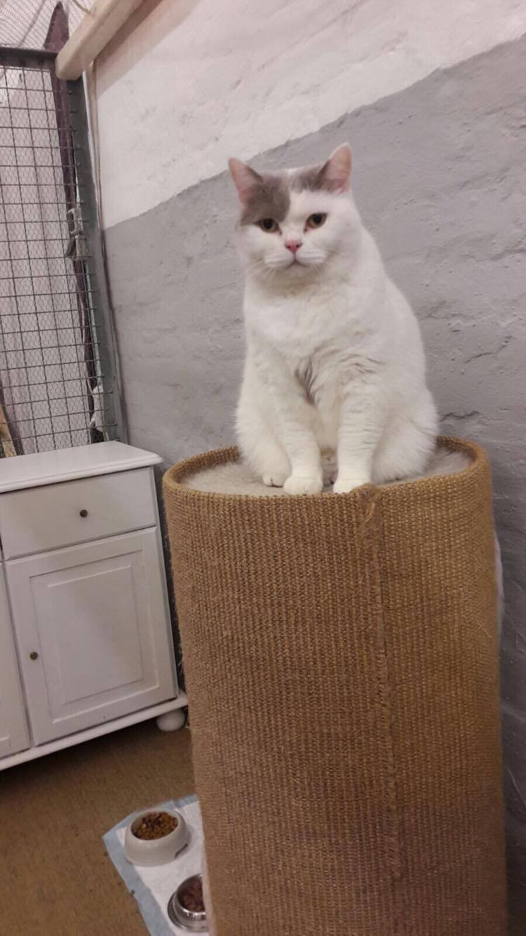 15321479_1329749220398136_311202115_o