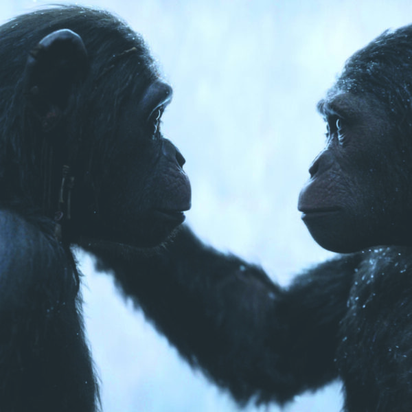 Film des Monats: Planet der Affen: Survival [3D] US 17, ab: 03.08., R: M. Reeves