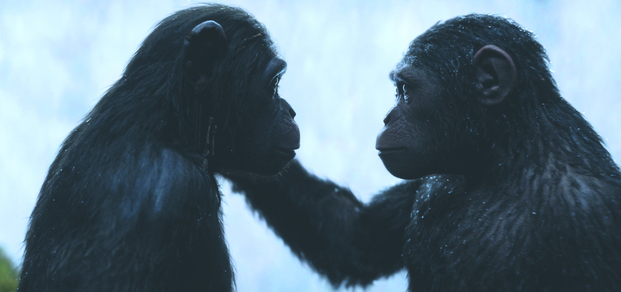 Planet der Affen: Survival