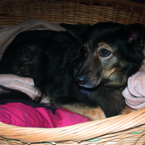 Hamburger Tierschutzverein von 1841 e. V.