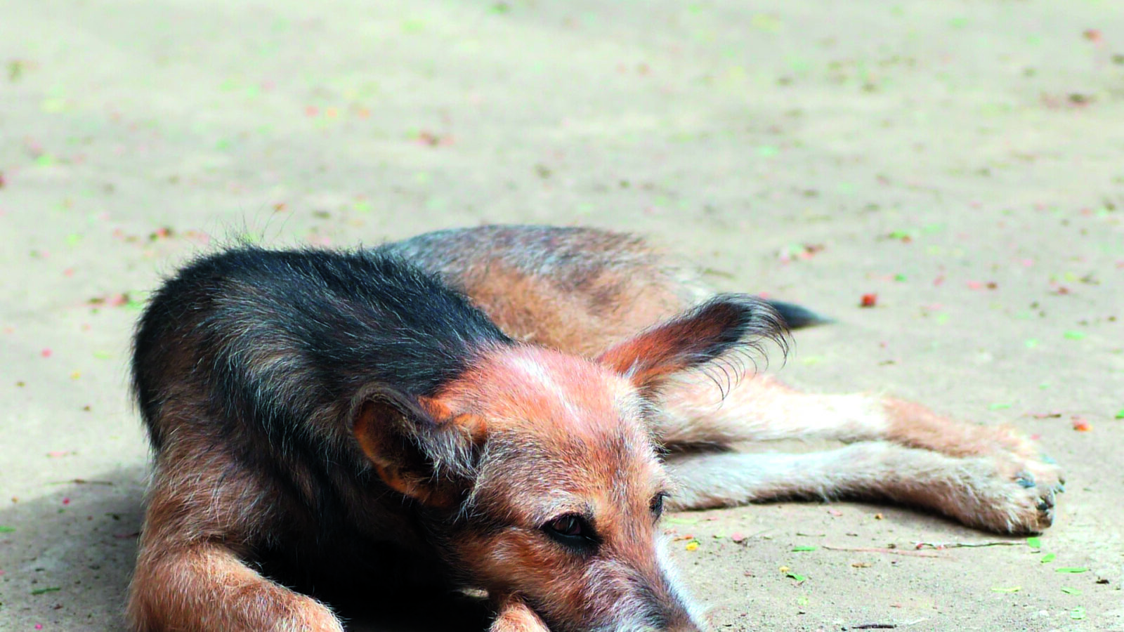 Straßenhunde Rumänien