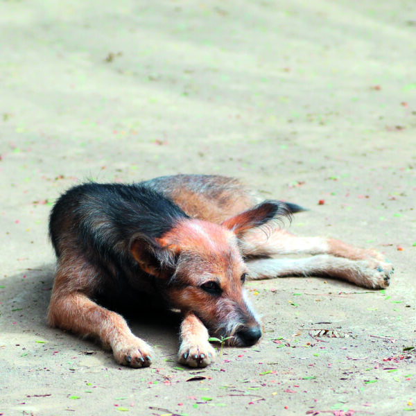 Straßenhunde Rumänien