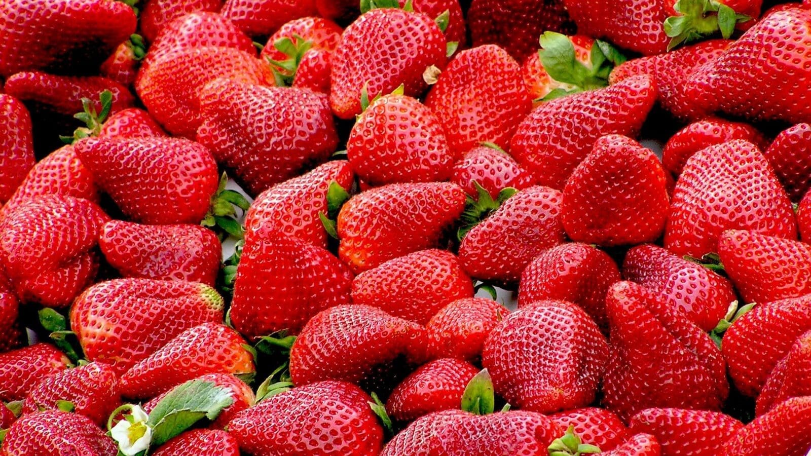 STRAWBERRY FIELDS FOREVER …  Erdbeeren ernten in und um Hamburg