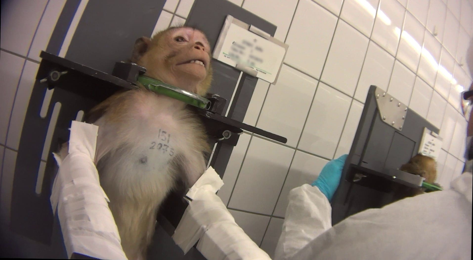 Affe im Tierversuch LPT - Demo fordert: Schließt das Todeslabor vor den Toren Hamburgs!