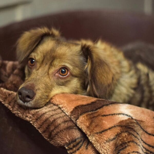 Hamburger Tierschutzverein (HTV) hilft Hunden von obdachlosen Menschen