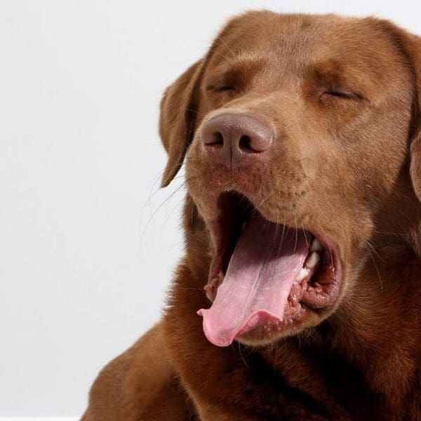 WIR SIND OXMOX: Unsere Henry/i‘ s