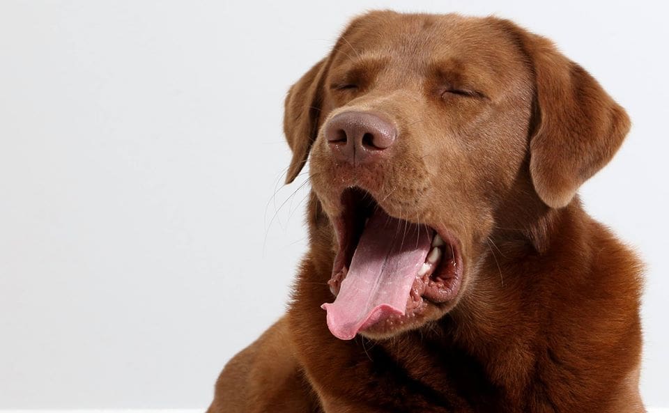 WIR SIND OXMOX: Unsere Henry/i' s