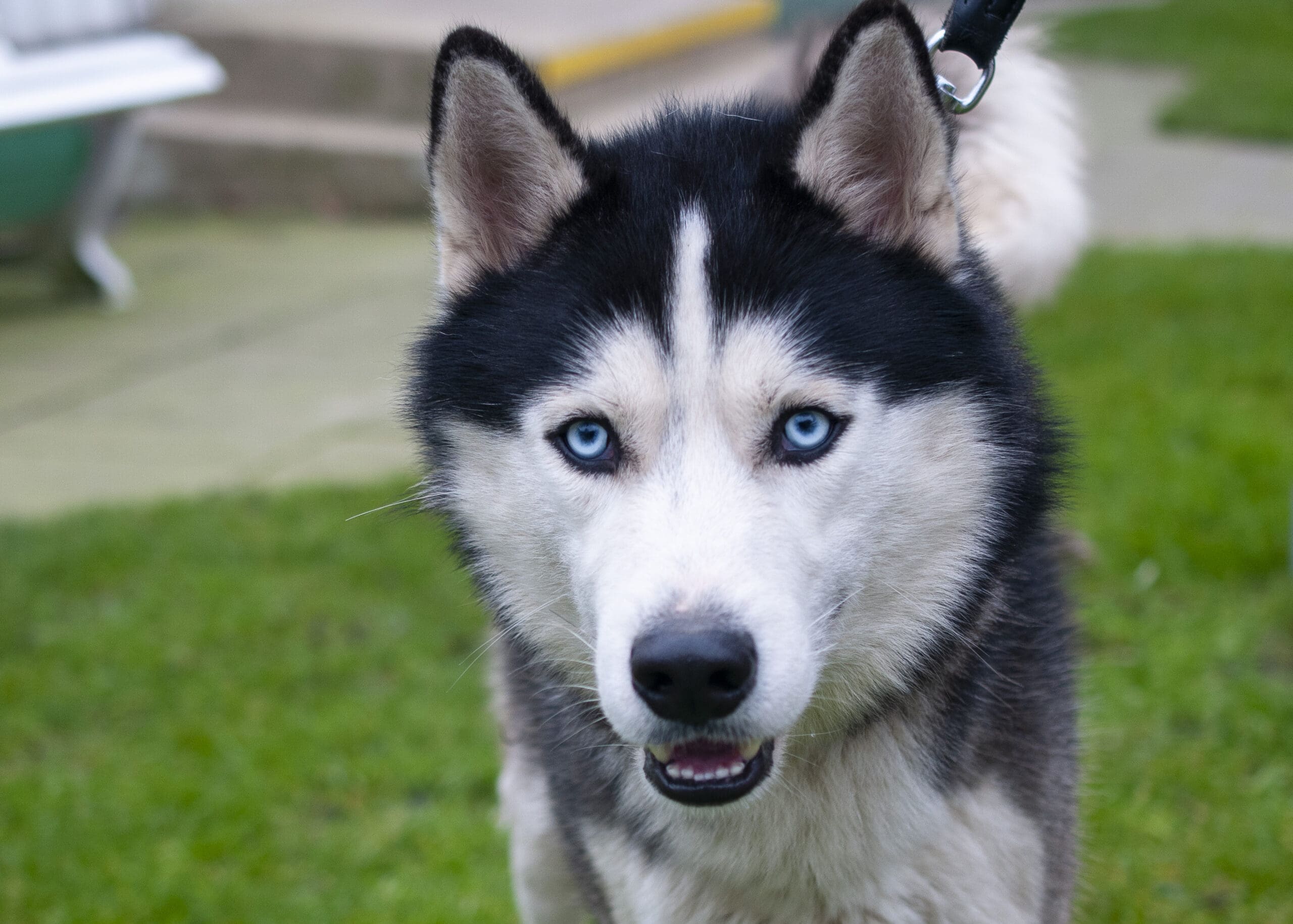 Siegfried sucht eine WG