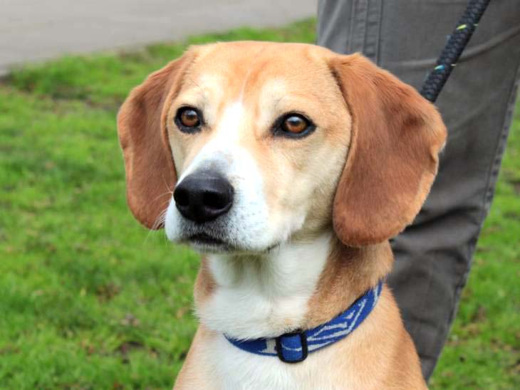 WG gesucht für Rambo