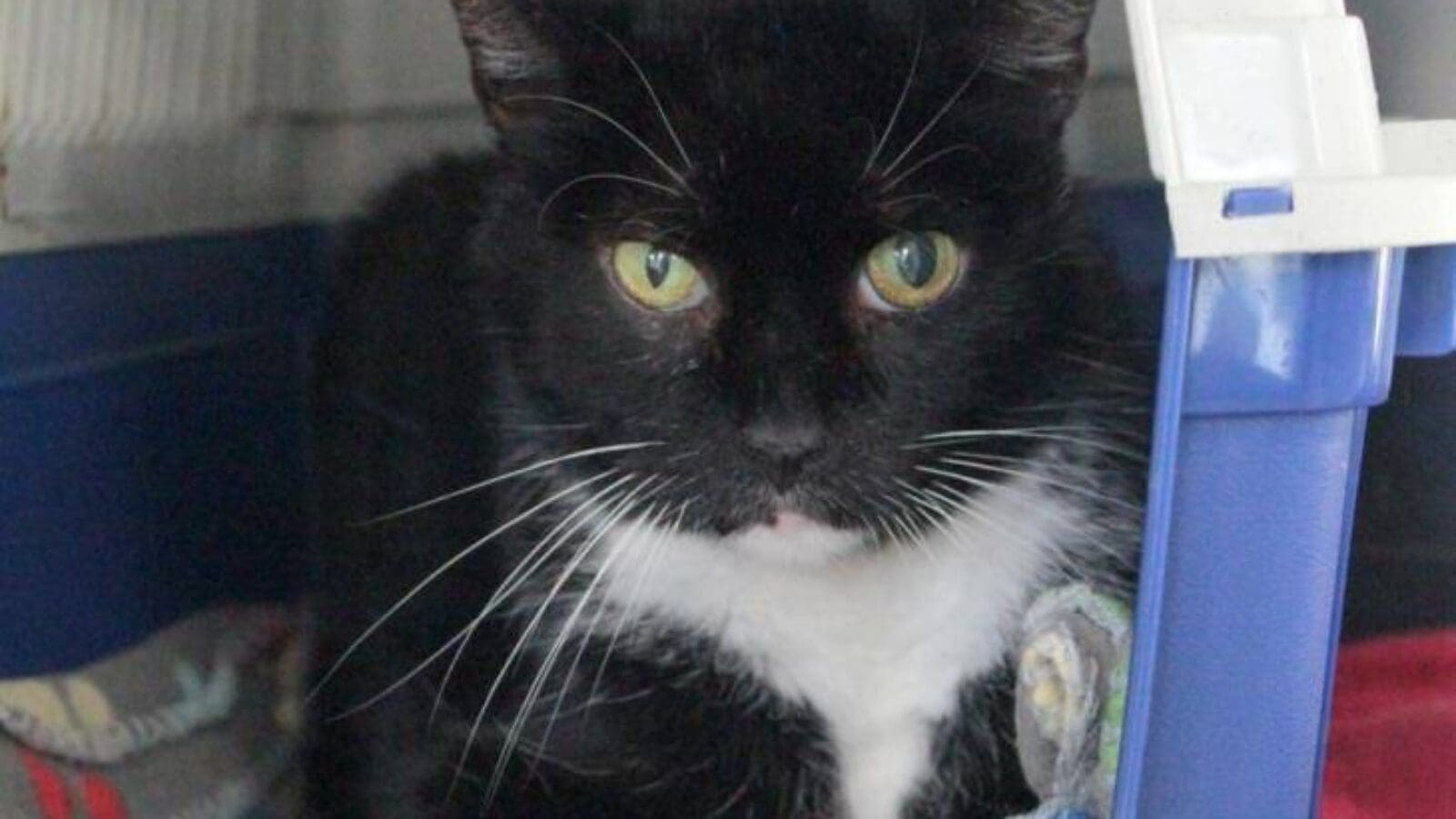 WG gesucht für Frankie-Boy