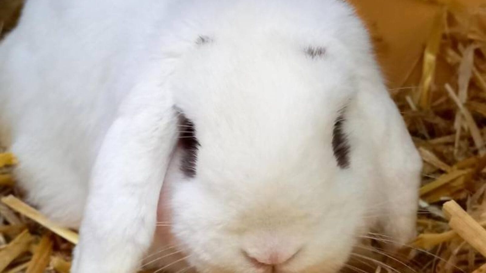 WG gesucht für Flocki