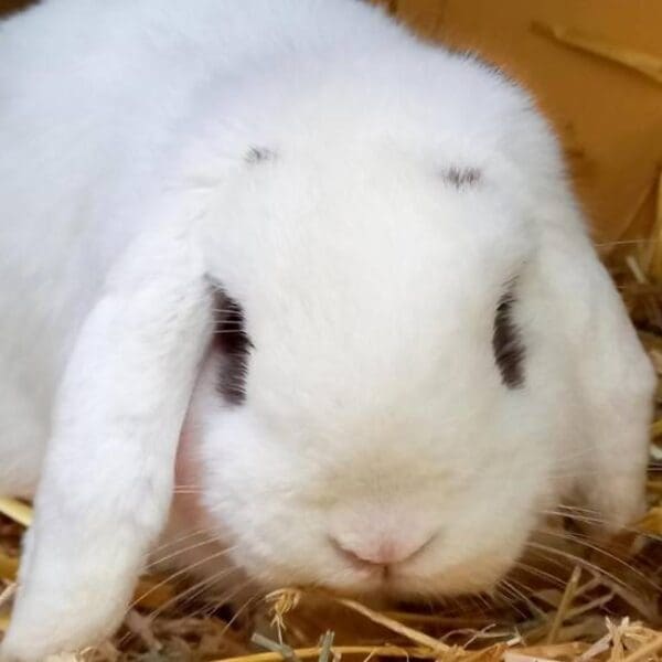 WG gesucht für Flocki