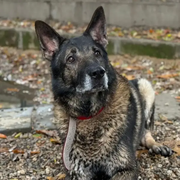 3c1617259c7544f3f83026b4d8365859-1200px